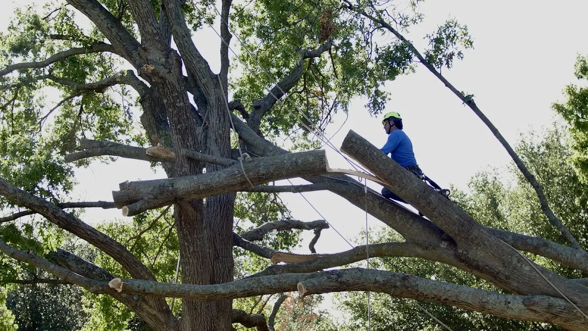 Professional Crown Thinning performed by certified arborists in West Springfield