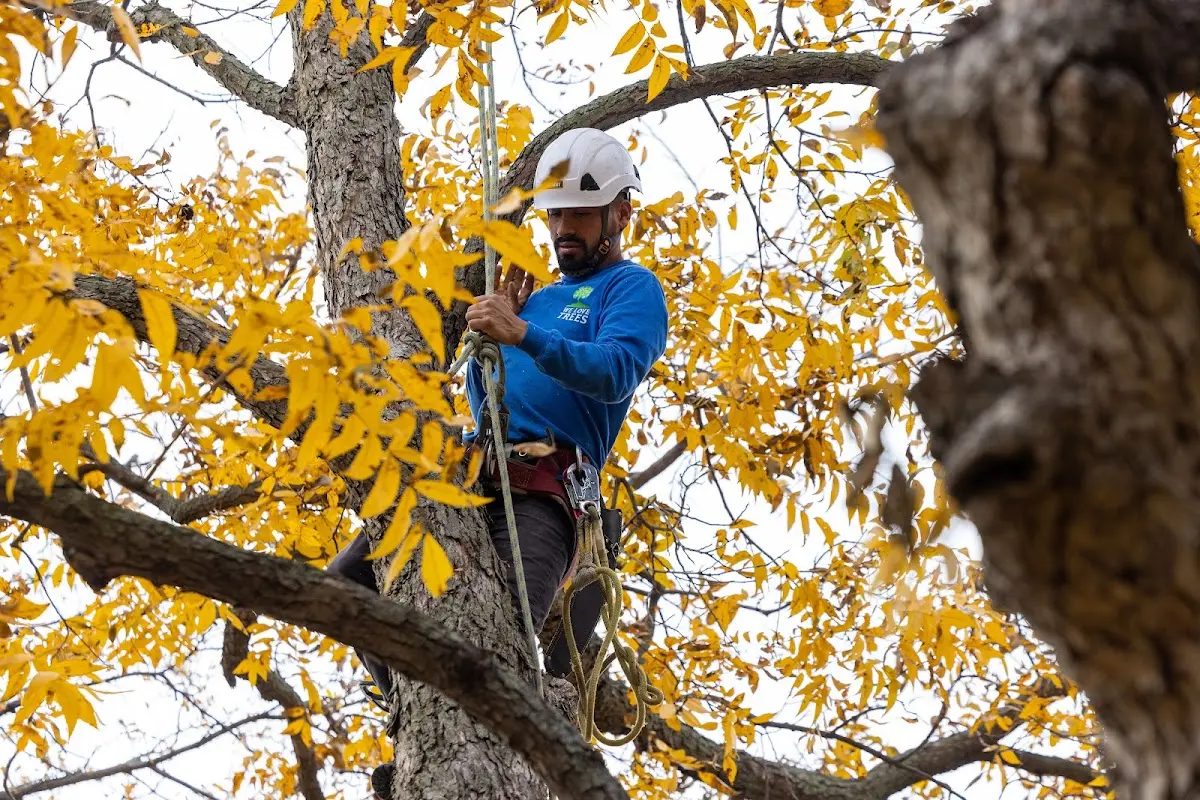 Skilled Tree Pruning crew working in West Springfield